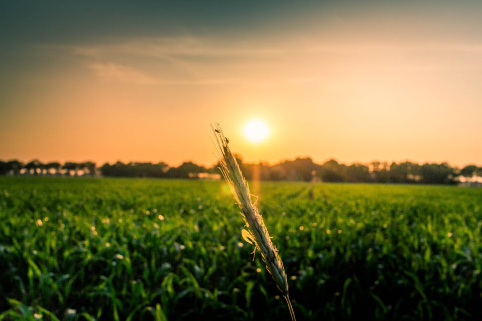 A farm at sunset