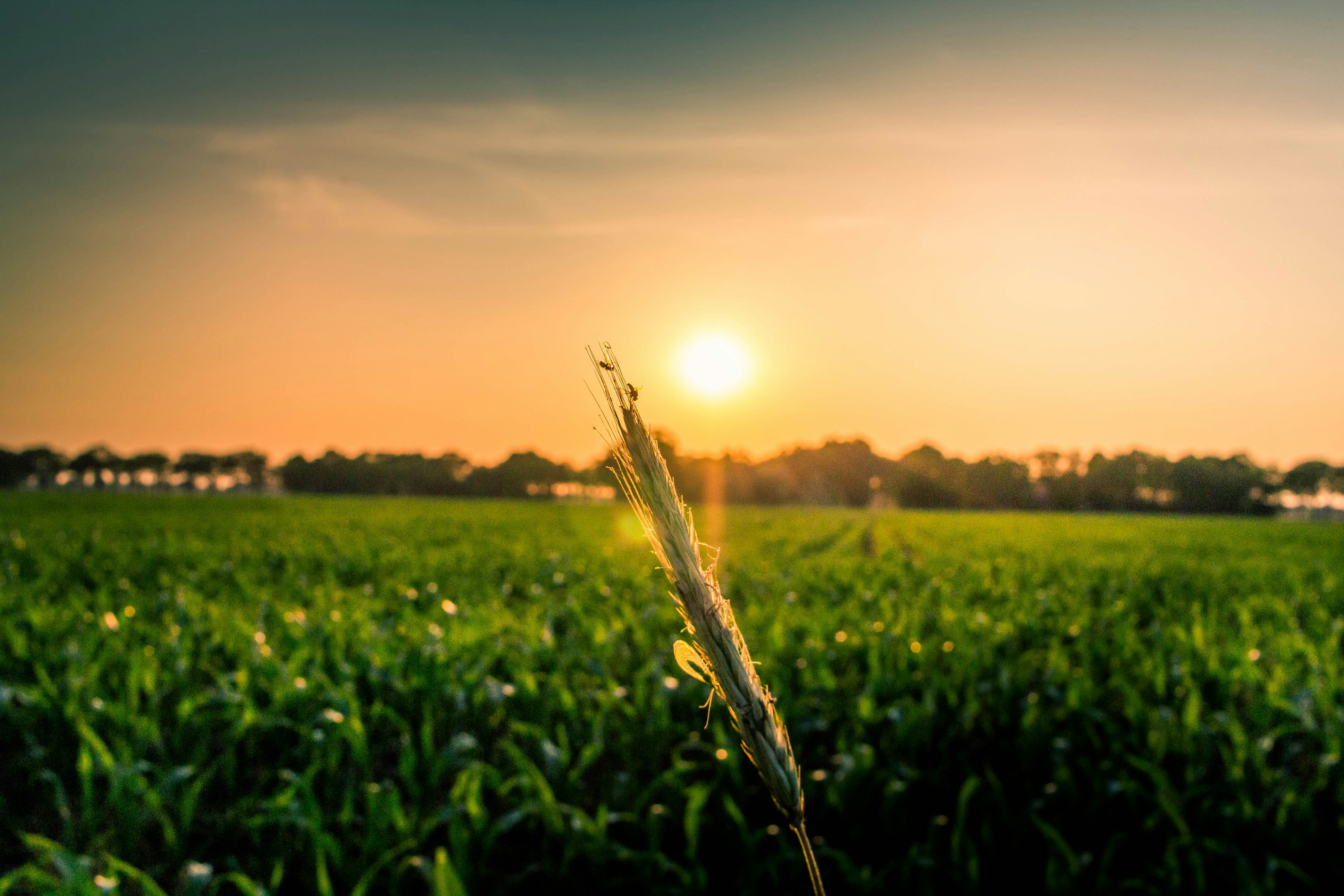 green corn field under sunrise