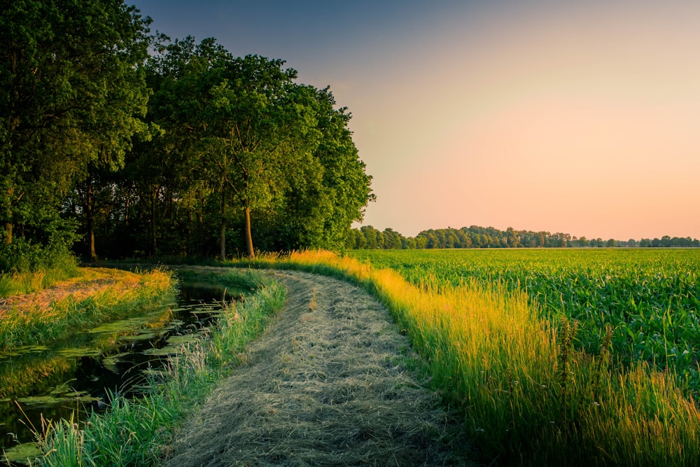 pathway leading to forest during sunset