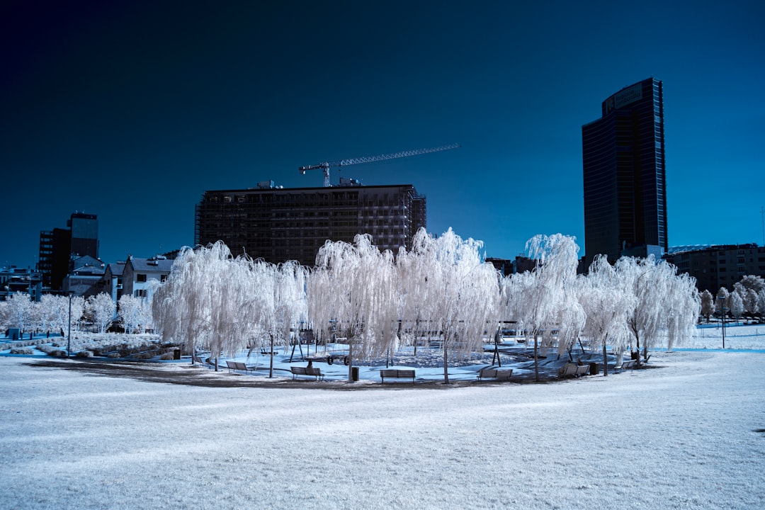 white trees near buildings