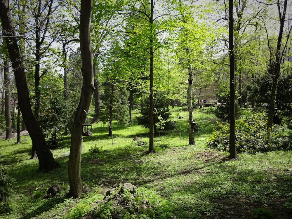 green trees