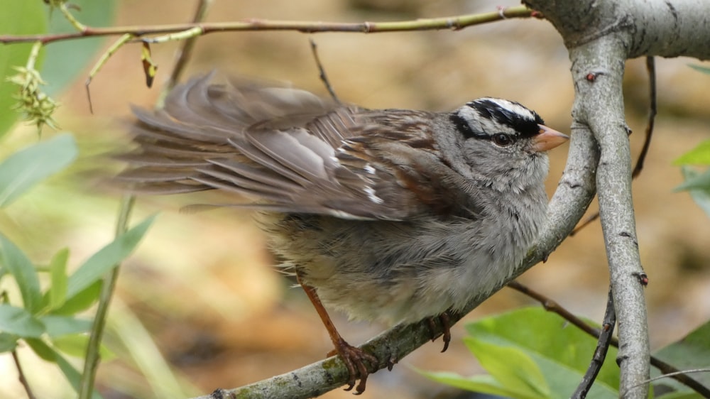 pájaro marrón y gris