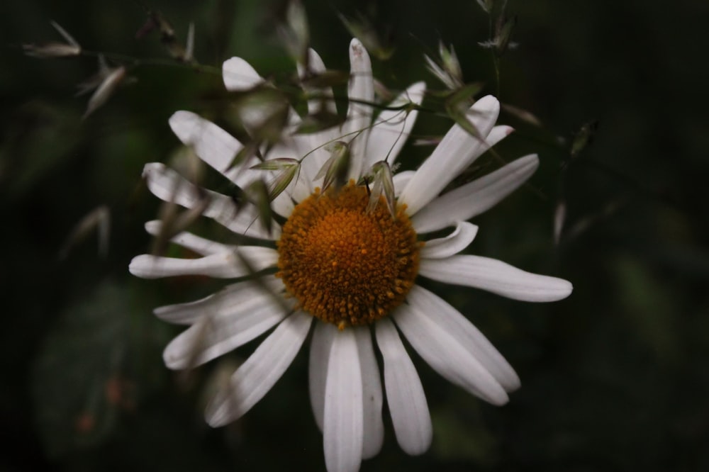 flor margarida