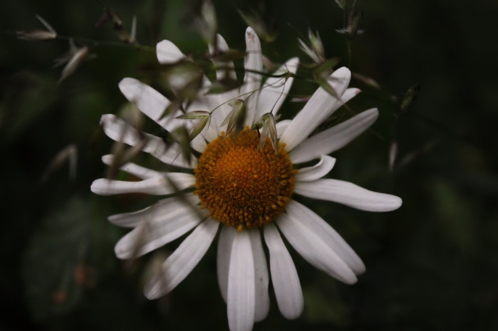 Fleur de marguerite