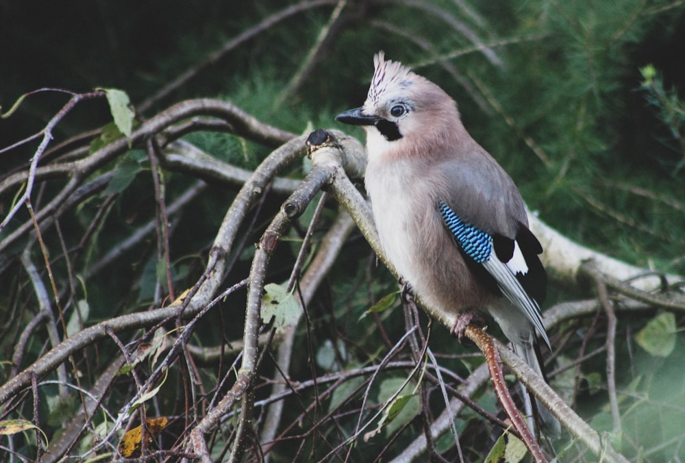 bird perch on tree branch