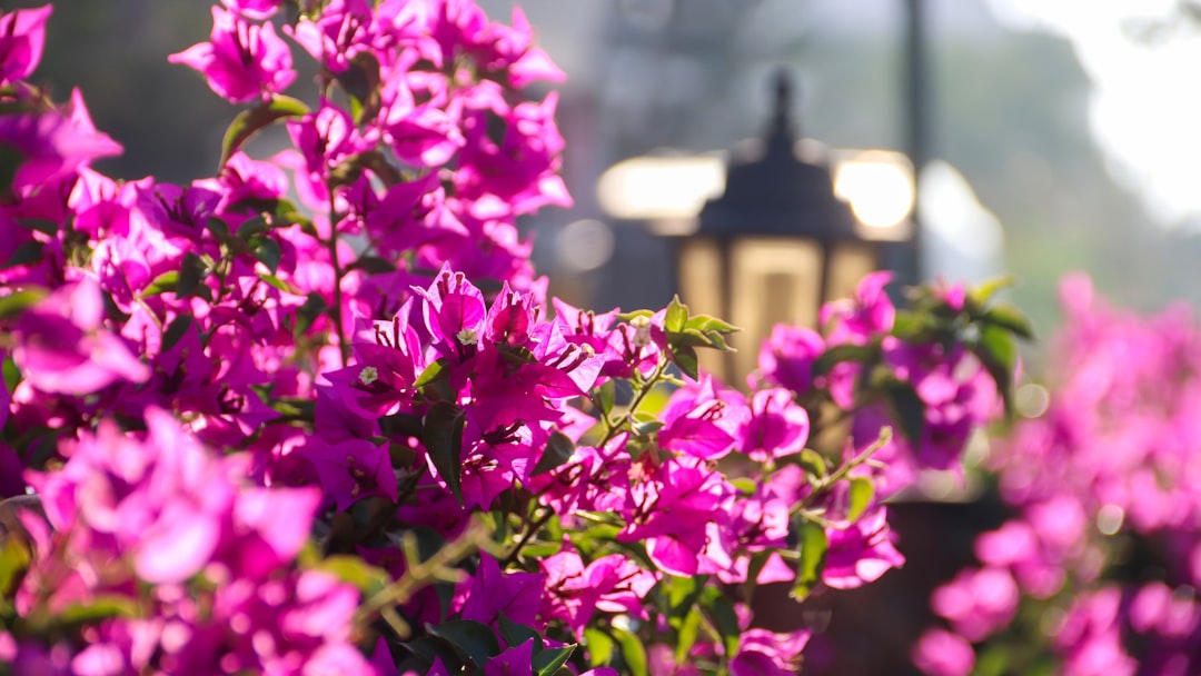 selective focus photography of pink flower