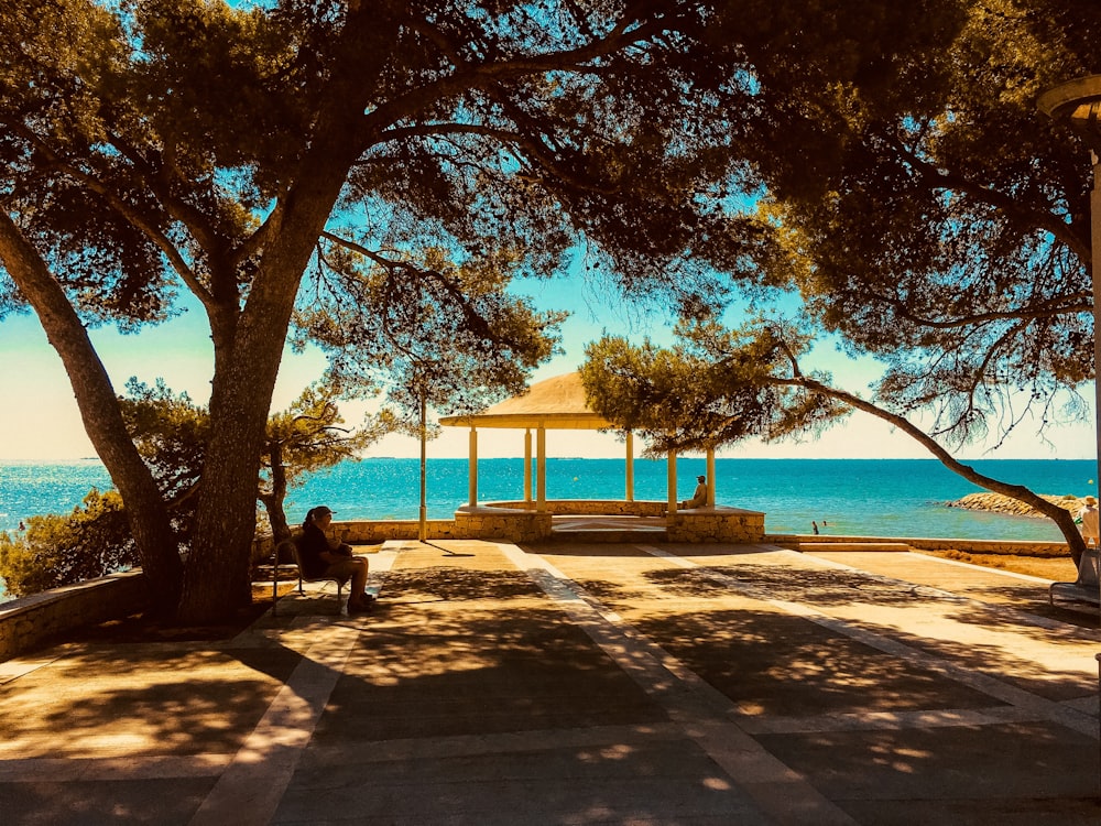 person sitting on bench near tree