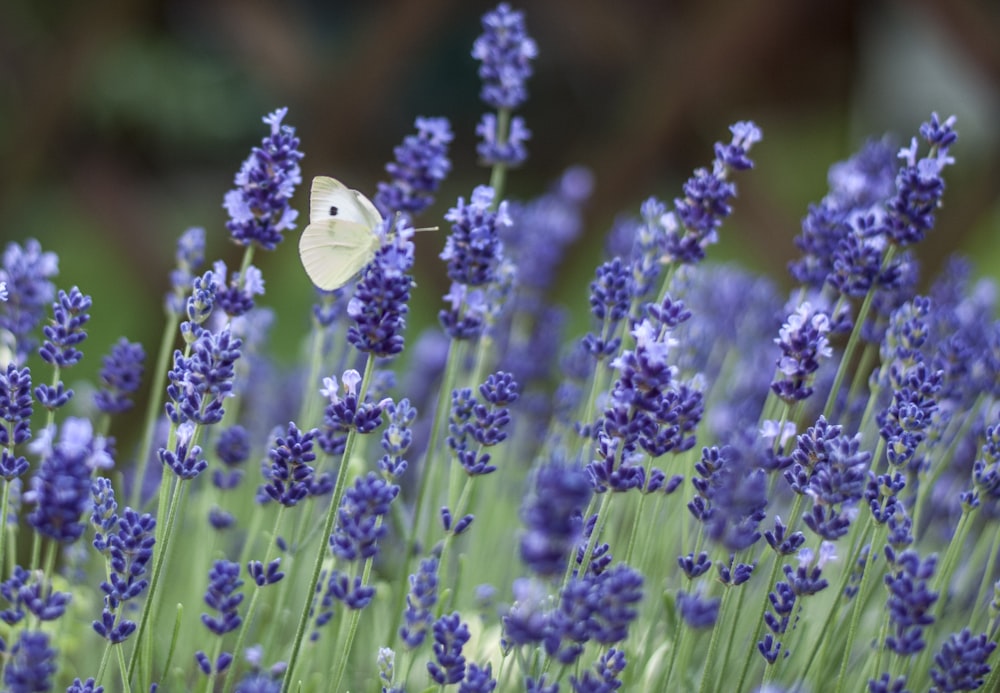 white butterfly on purple petaled flowers