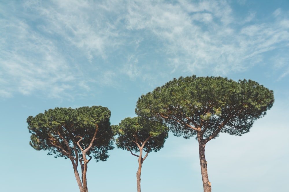 three green leaf trees under blue and white skies