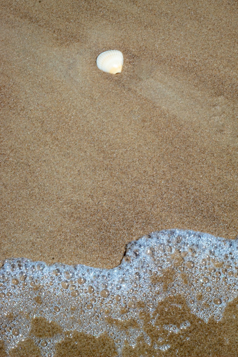 white seashell on seashore