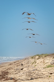 brown seagulls flying under calm sea