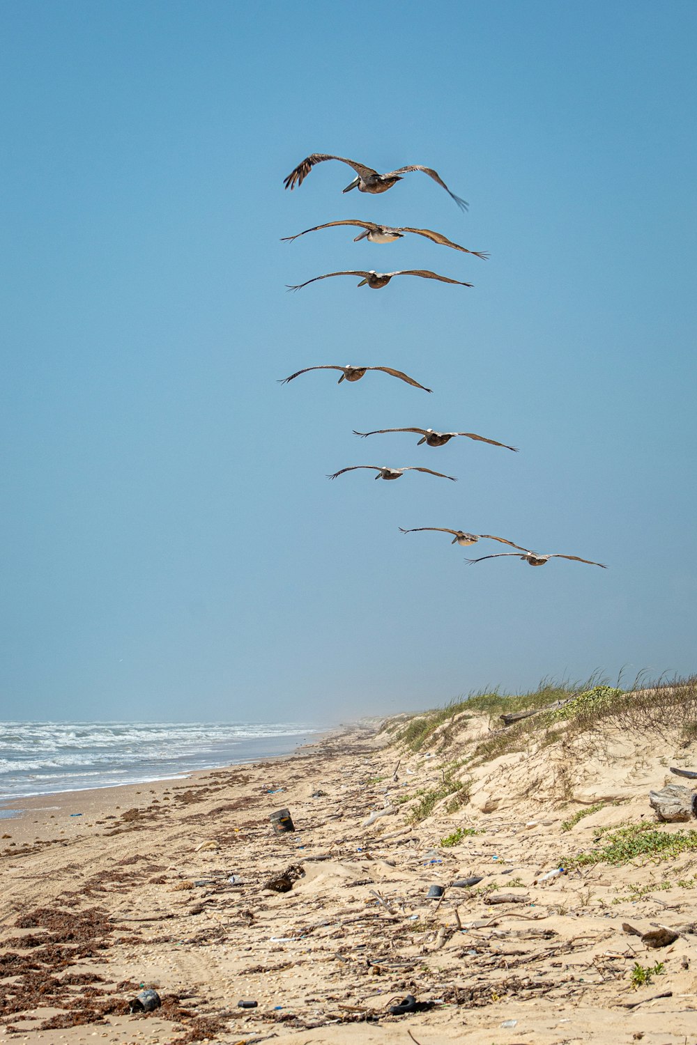 gaviotas marrones volando bajo el mar en calma