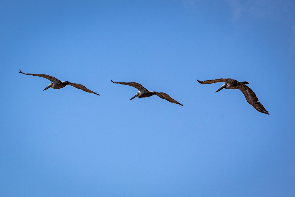 three brown seagulls flying