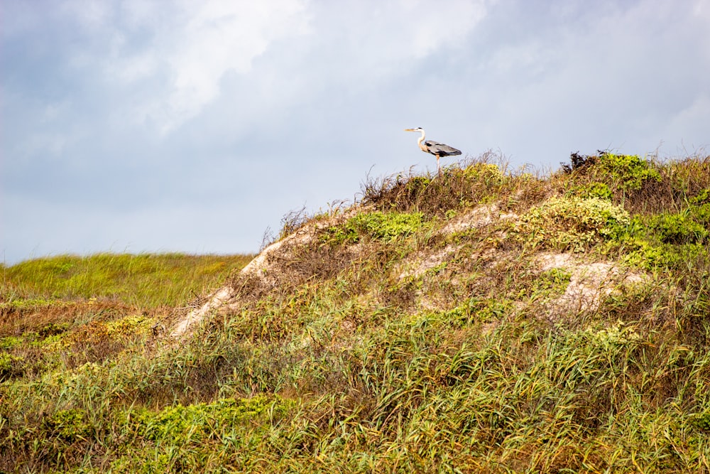 white and brown bird