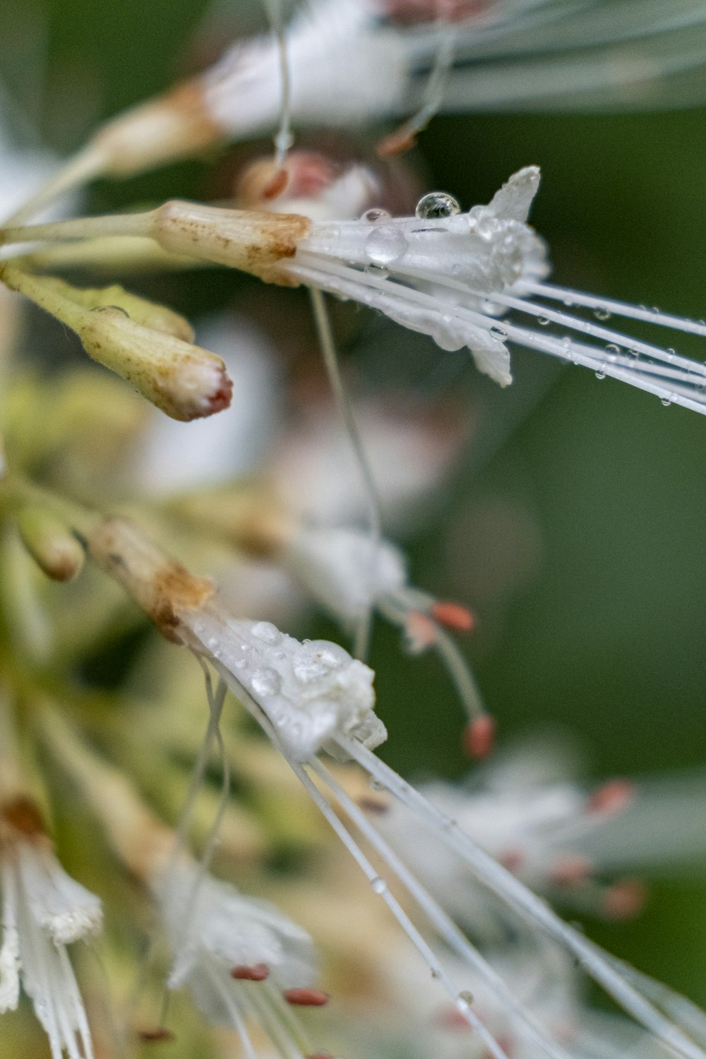 selective focus photography of white petaled flowers