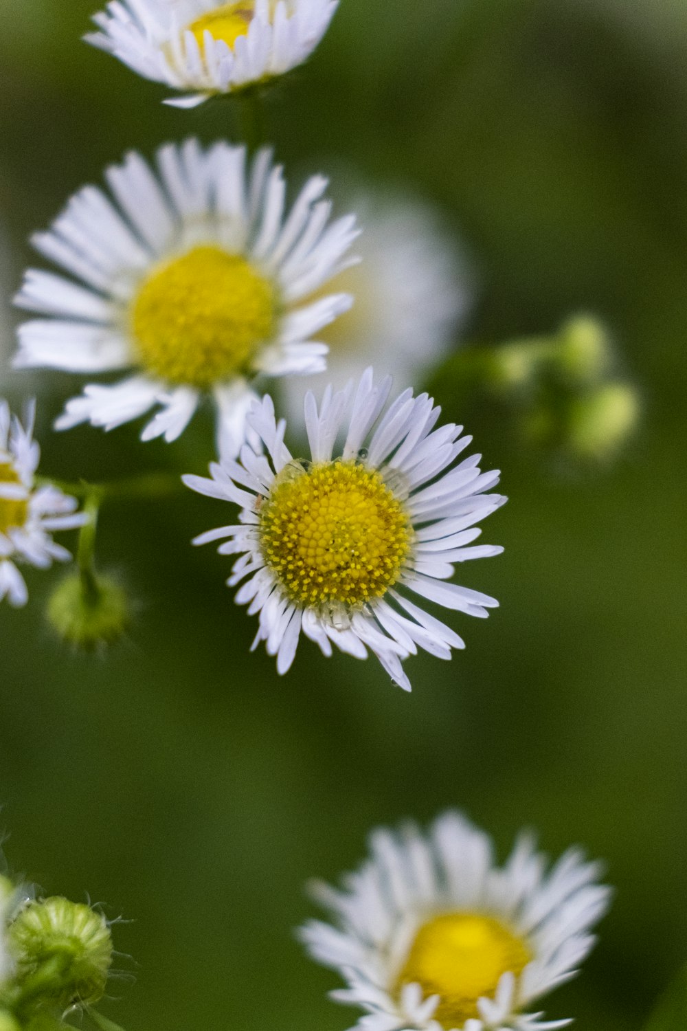 selective focus photography of white flowers