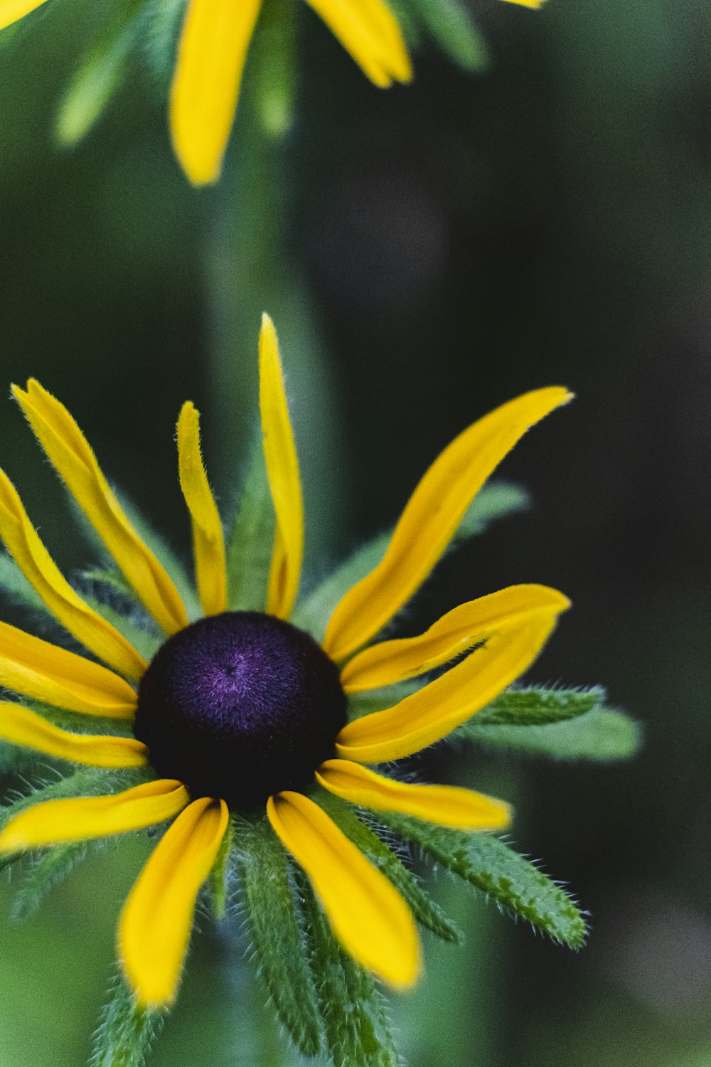 yellow, violet and green petaled flower
