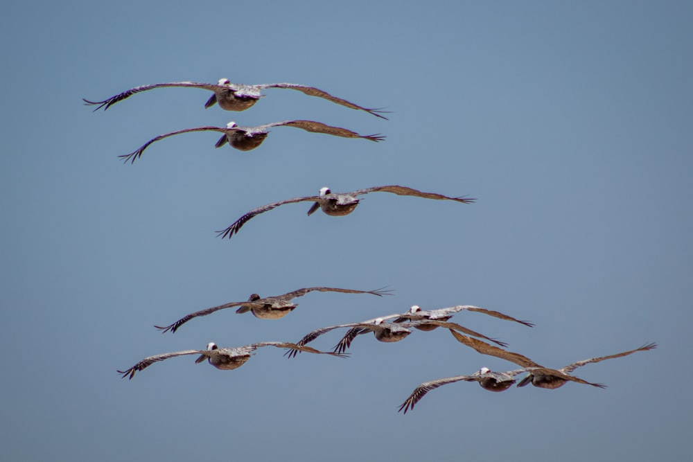 flock of birds