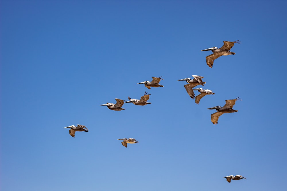 brown and black birds flying