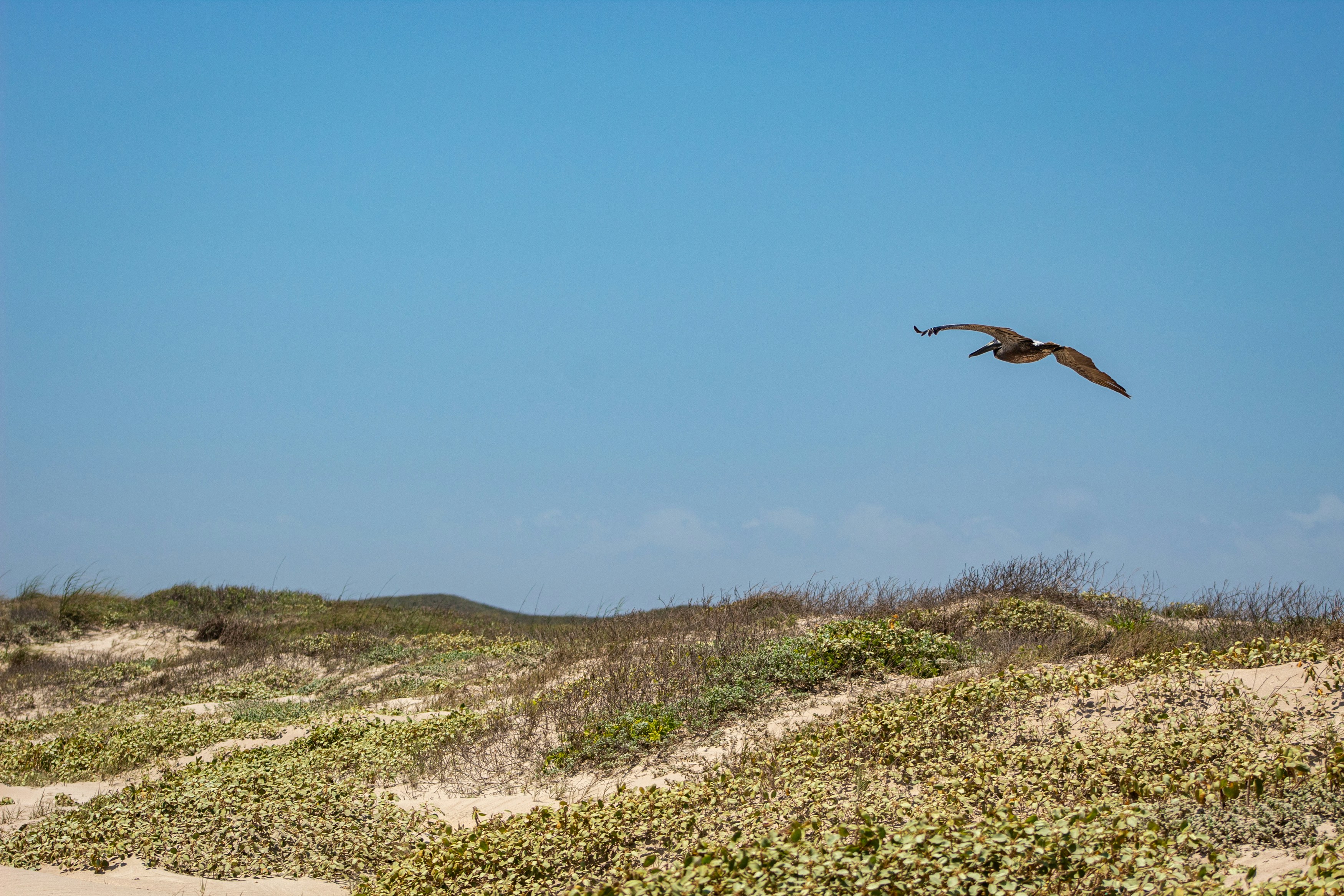 A brown pelican soars over the dunes at the Padre Island National Seashore.