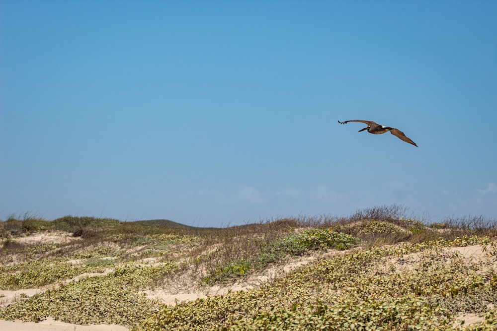 brown bird at flight