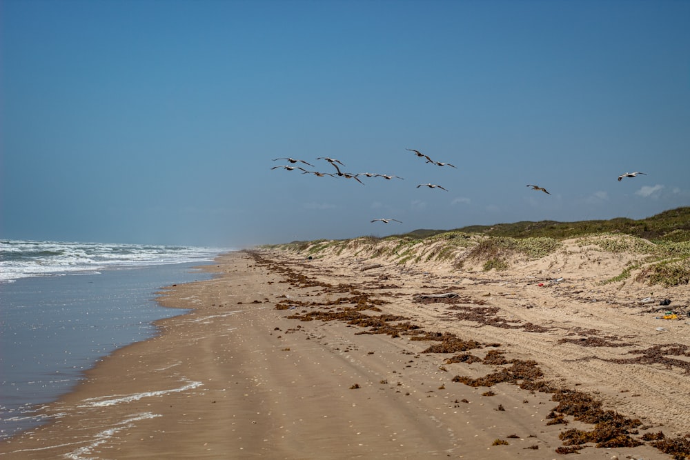 birds flying above seashore during daytime