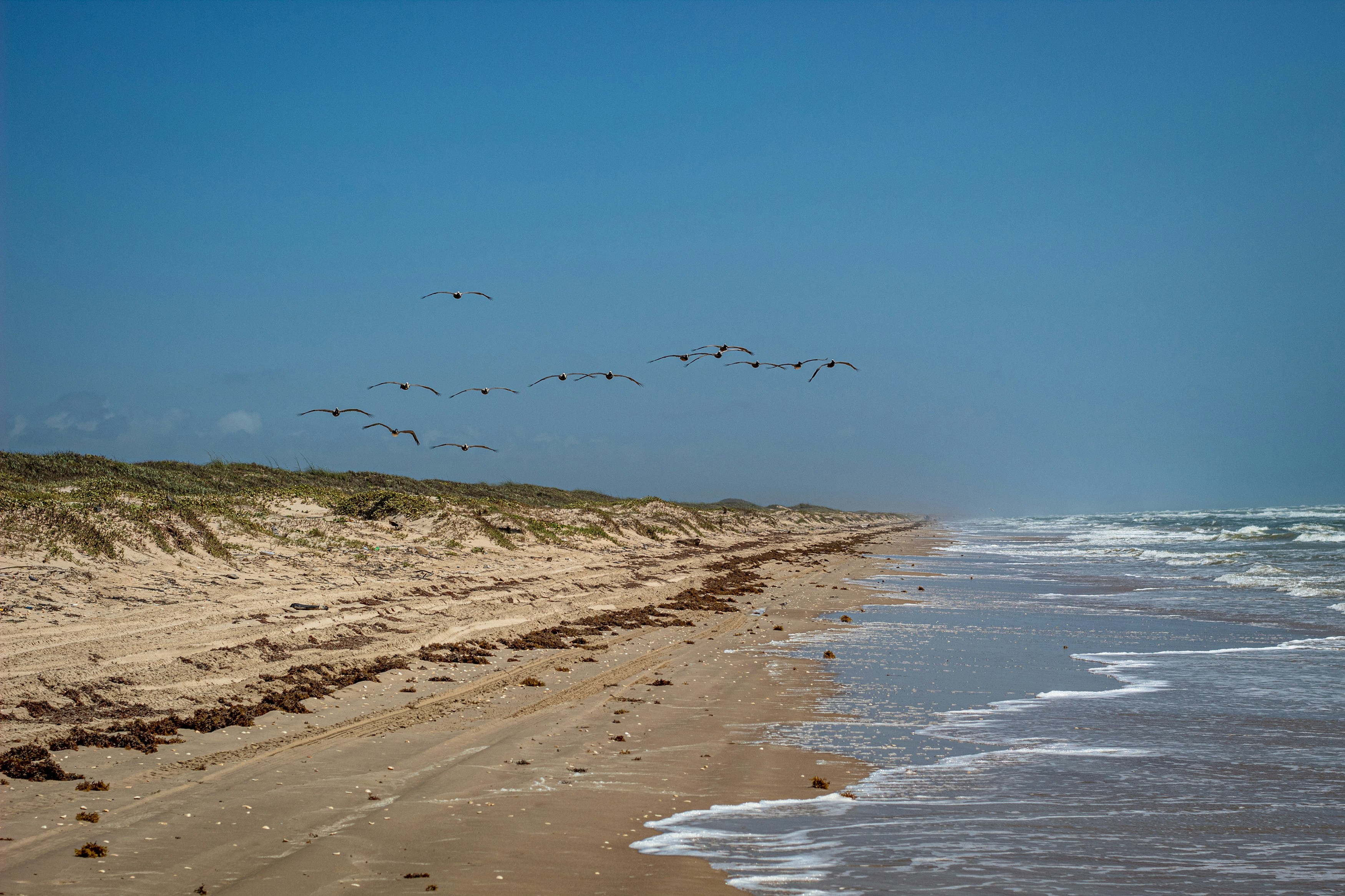 flock of birds flying above body of water, A flock of brown pelicans flying towards me along the beach.