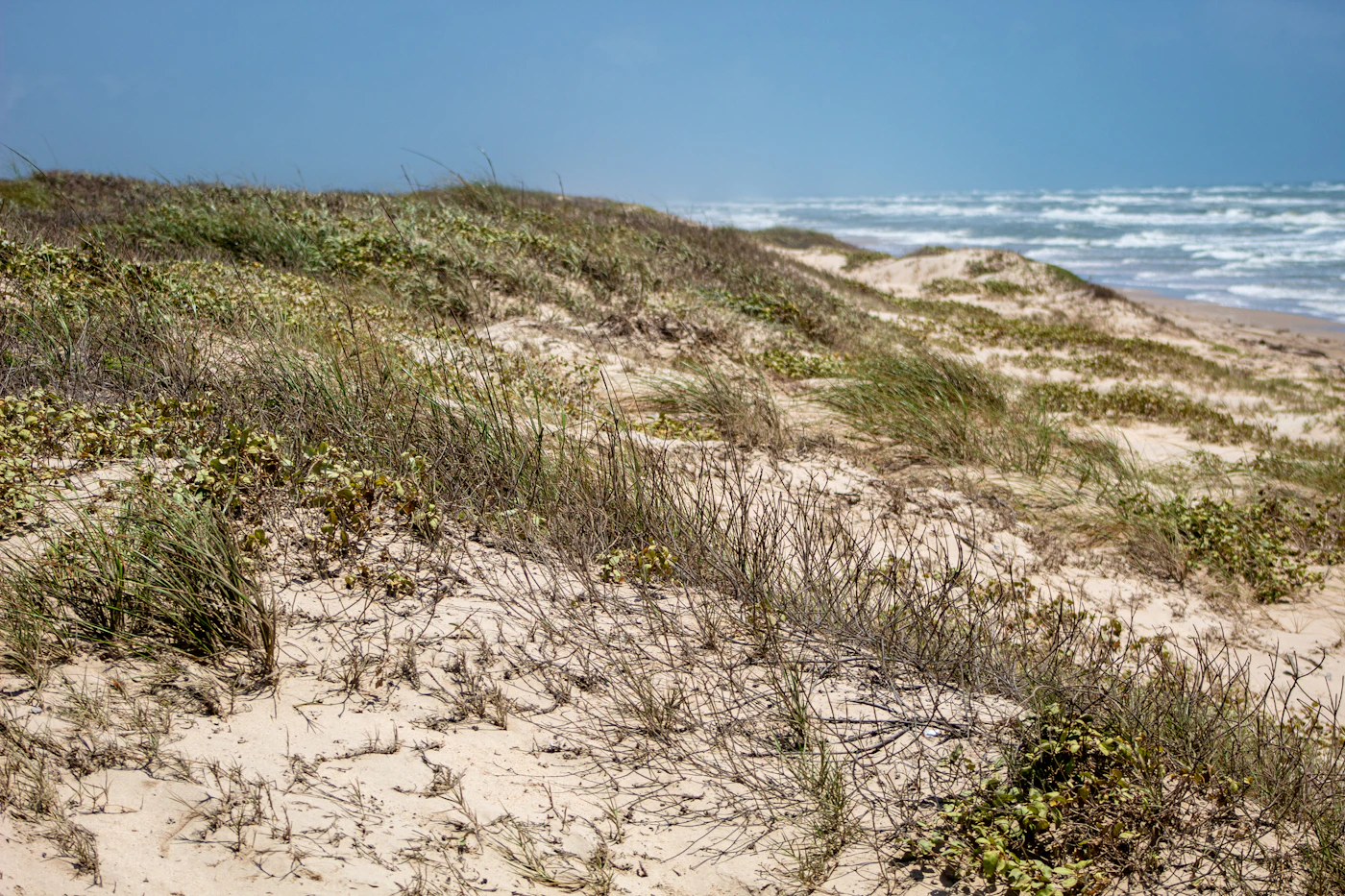 Sand dunes on the Padre Island National Seashore