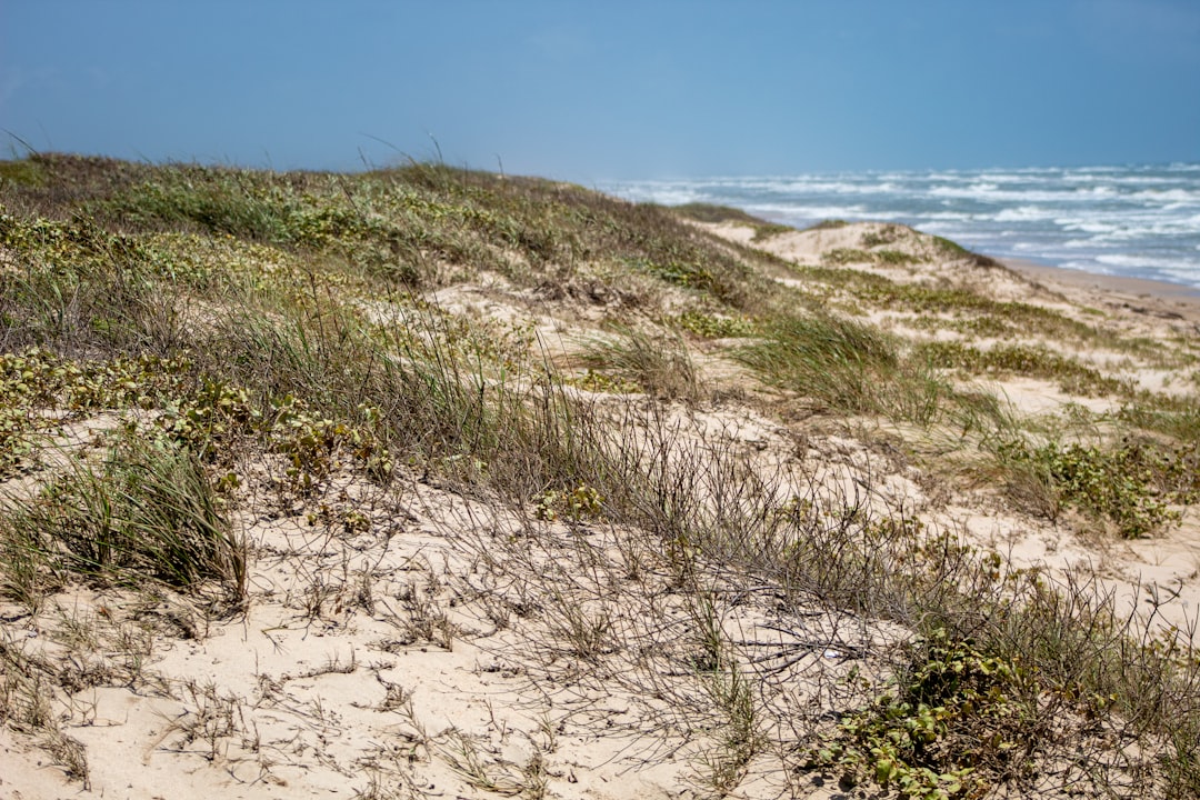 The sand dunes on Padre Island National Seashore are an integral part of the ecosystem of the barrier islands.  