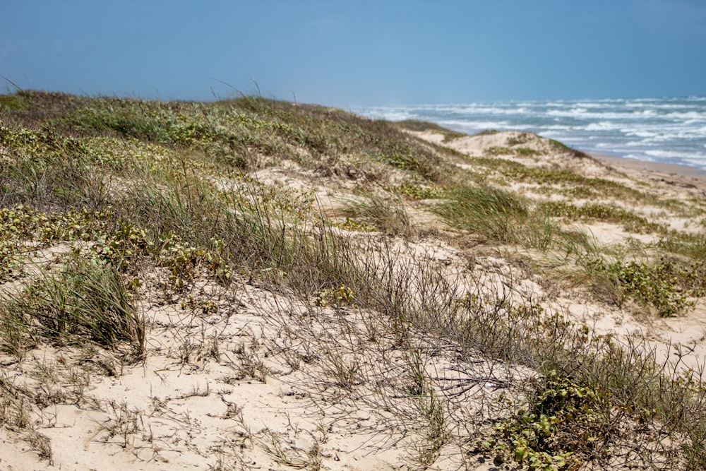 green grasses on seashore during daytime