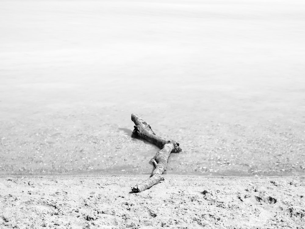 a black and white photo of a branch in the sand