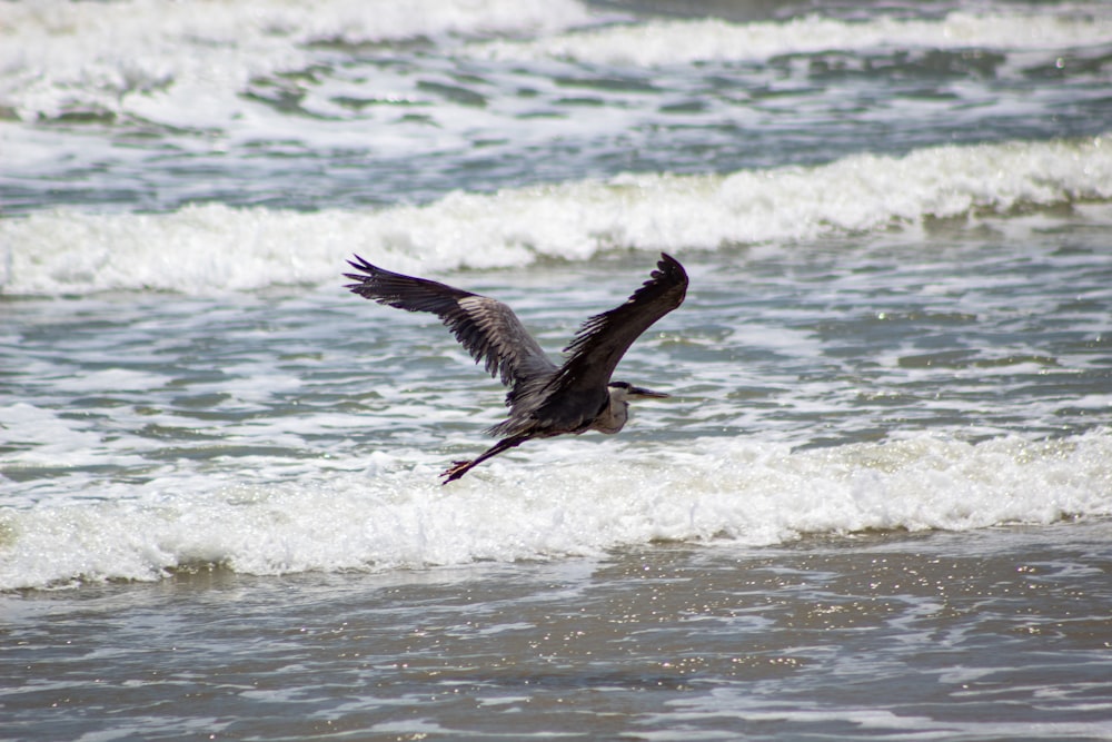 bird flying on body of water
