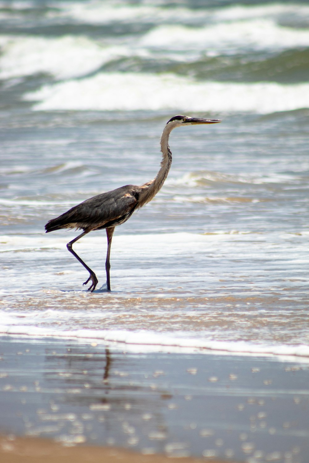 cigüeña blanca y negra en una playa