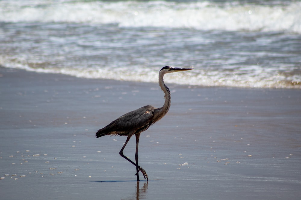 Schwarz-Weiß-Storch am Strand