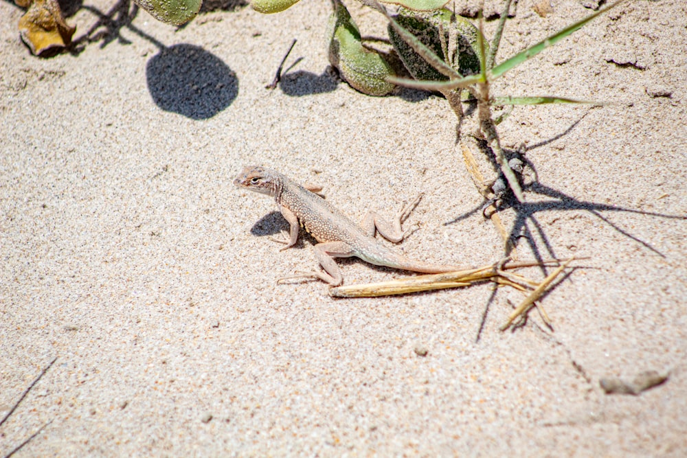 Brauner Leguan