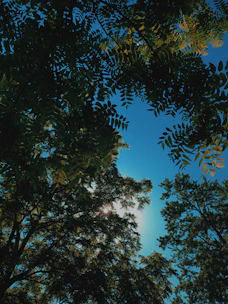 Sunlight filtering through tall green trees on a clear blue sky day, evoking calm and hope