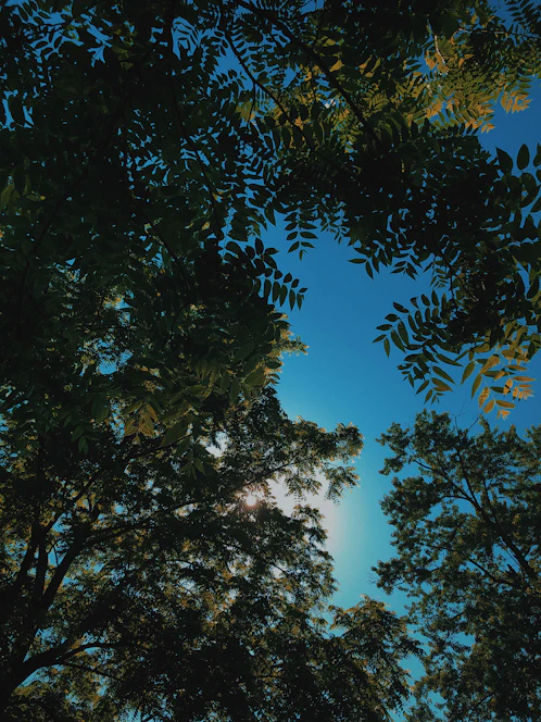 Sunlight filtering through tall green trees on a clear blue sky day, evoking calm and hope