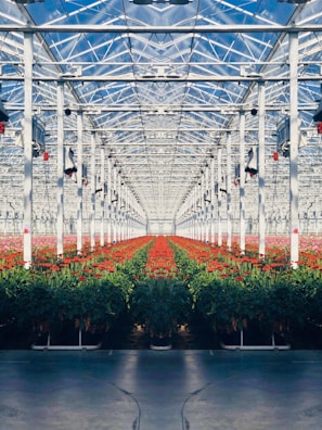 field of red flowers inside room