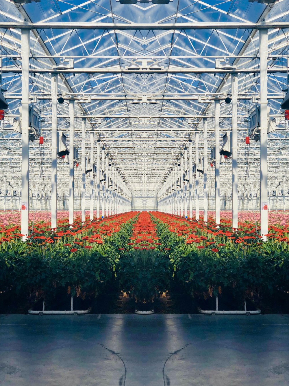 field of red flowers inside room