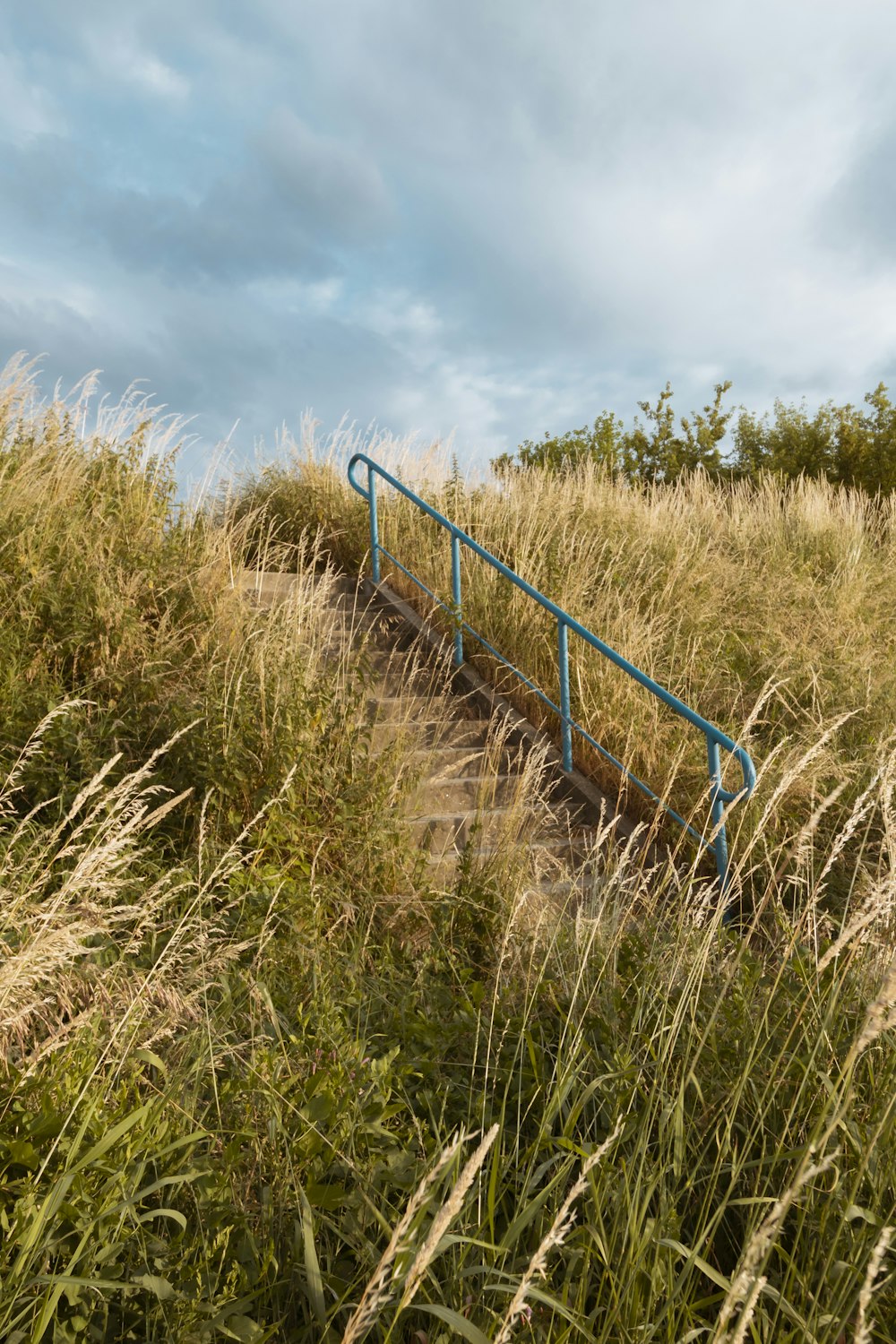 stairs between tall grasses