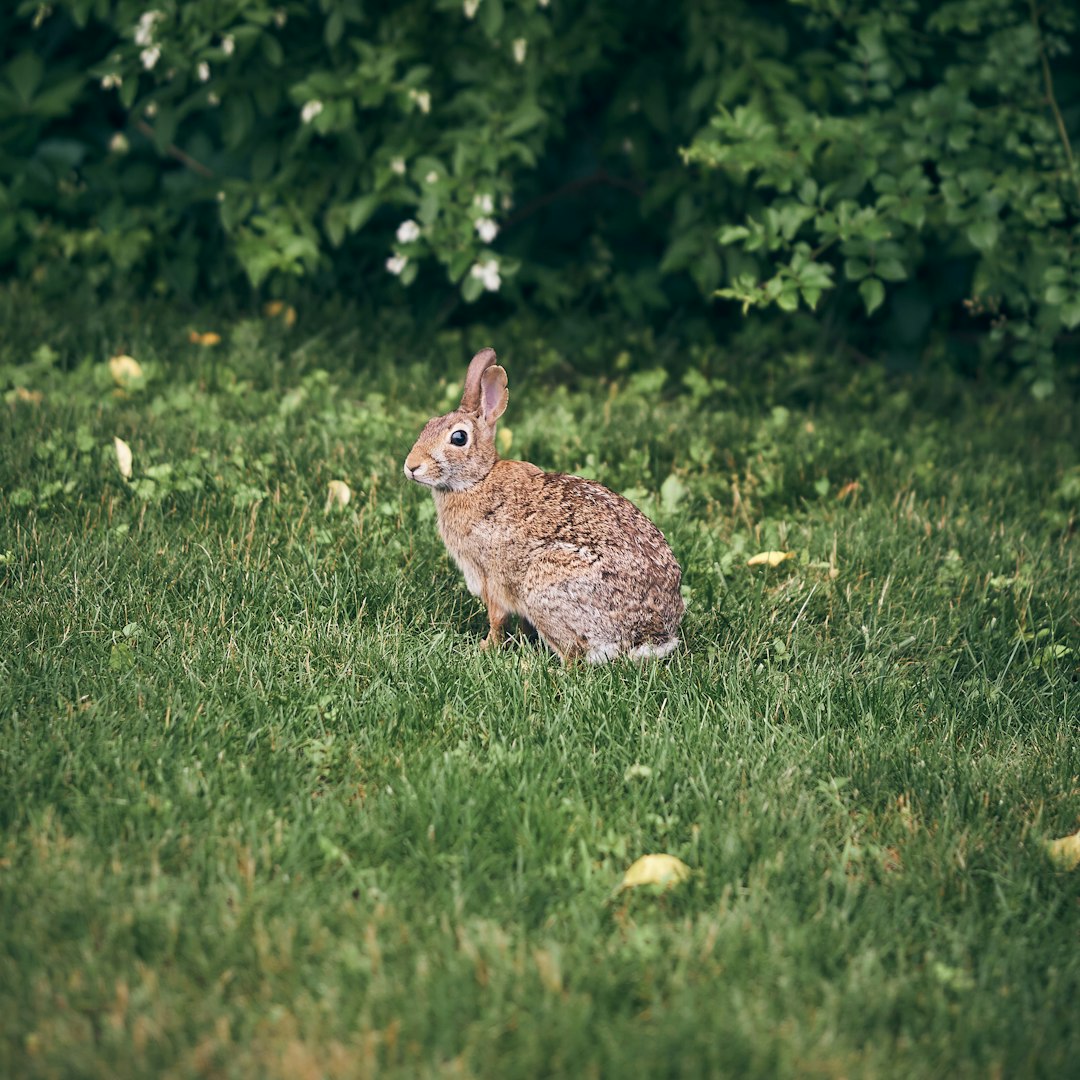 brown rabbit near plant