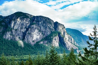 tree cover mountain