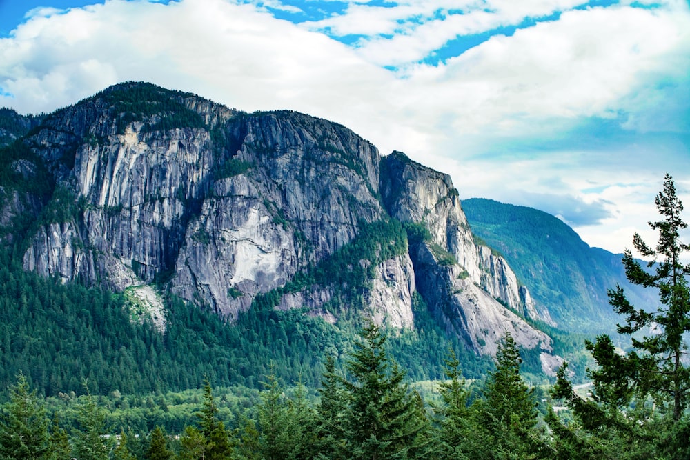 tree cover mountain