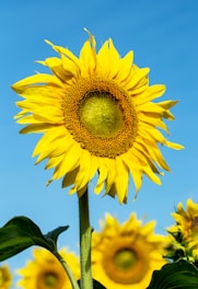 sunflower photography