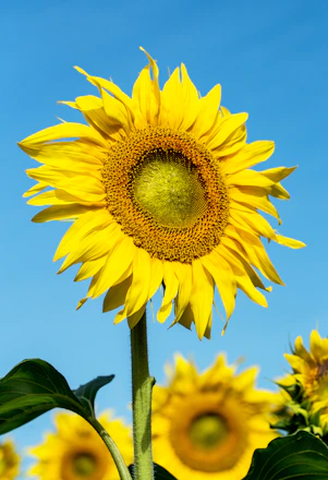 sunflower photography