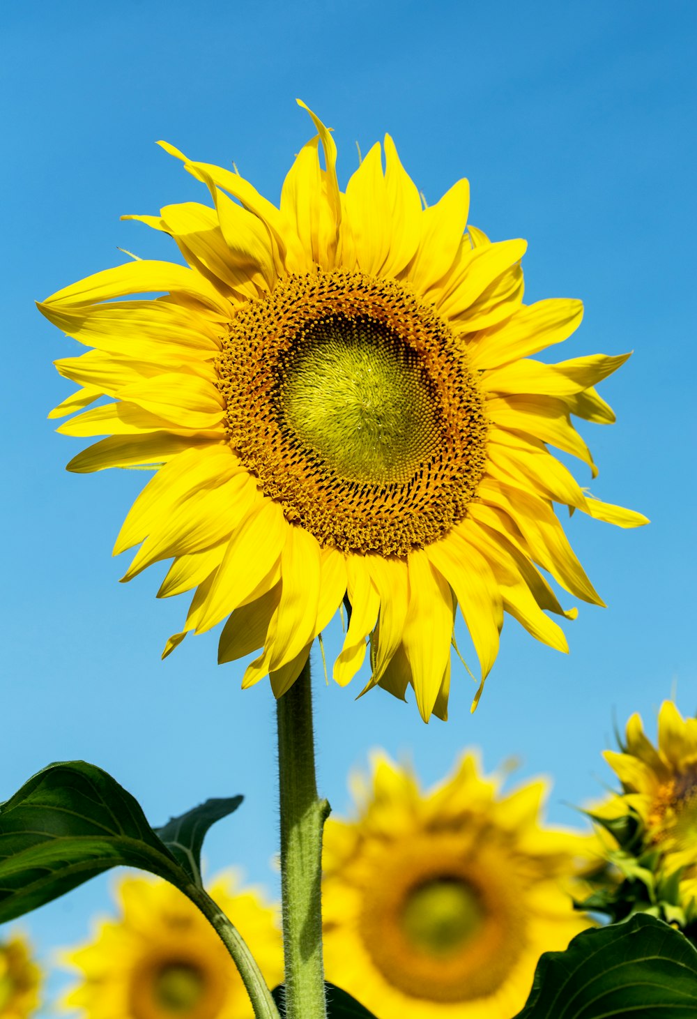 Fotografía de girasoles