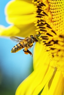 Close-up of a honeybee collecting pollen from a vibrant Australian wildflower under bright sunlight.