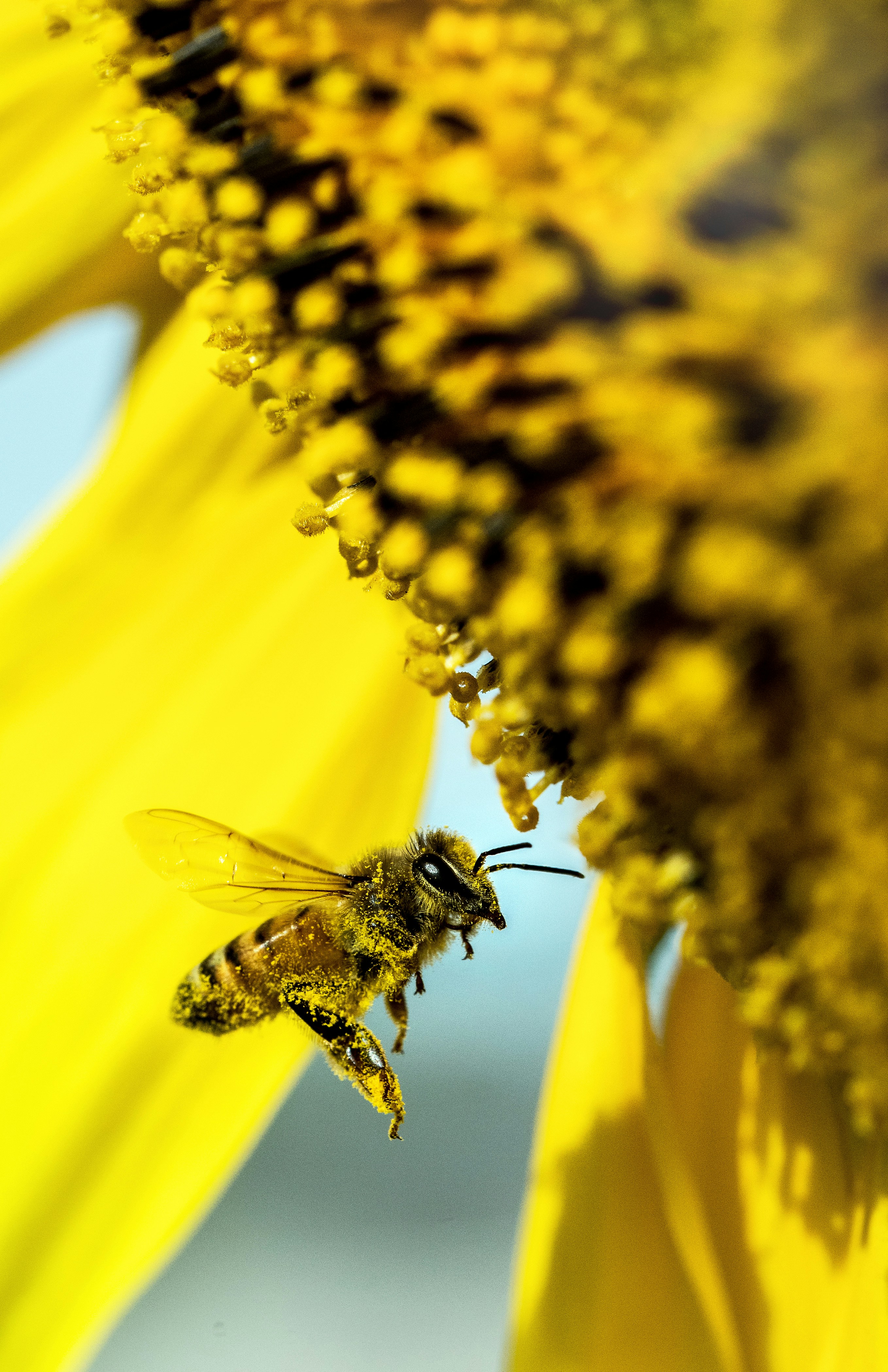 great photo recipe,how to photograph bee world. a honeybee gets covered in pollen while visiting sunflowers for pollen and nectar.; yellow bee flying beside flower