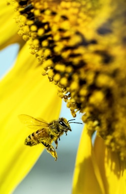 macro photography,how to photograph bee world. a honeybee gets covered in pollen while visiting sunflowers for pollen and nectar.; yellow bee flying beside flower