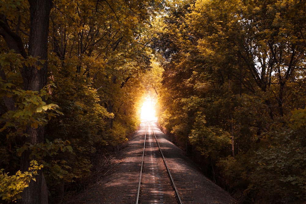 railroad surround by trees
